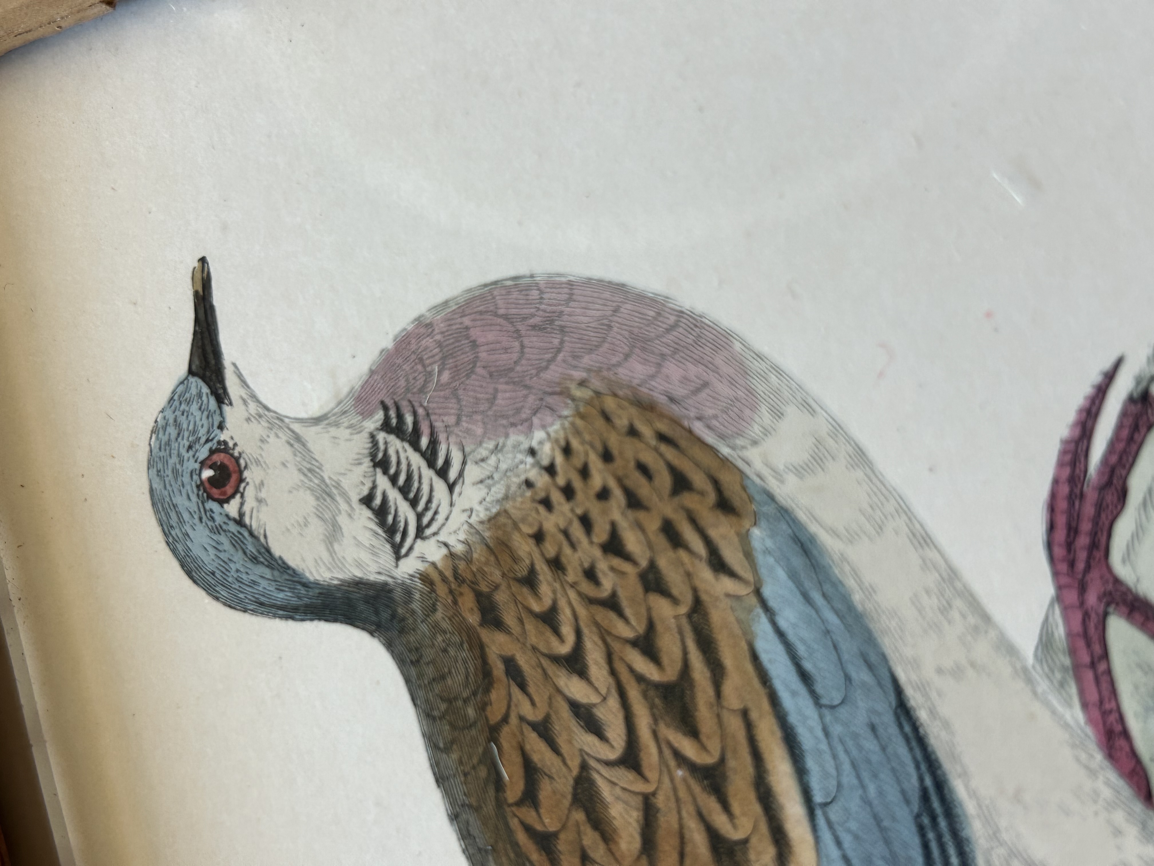 Framed Antique Engraving