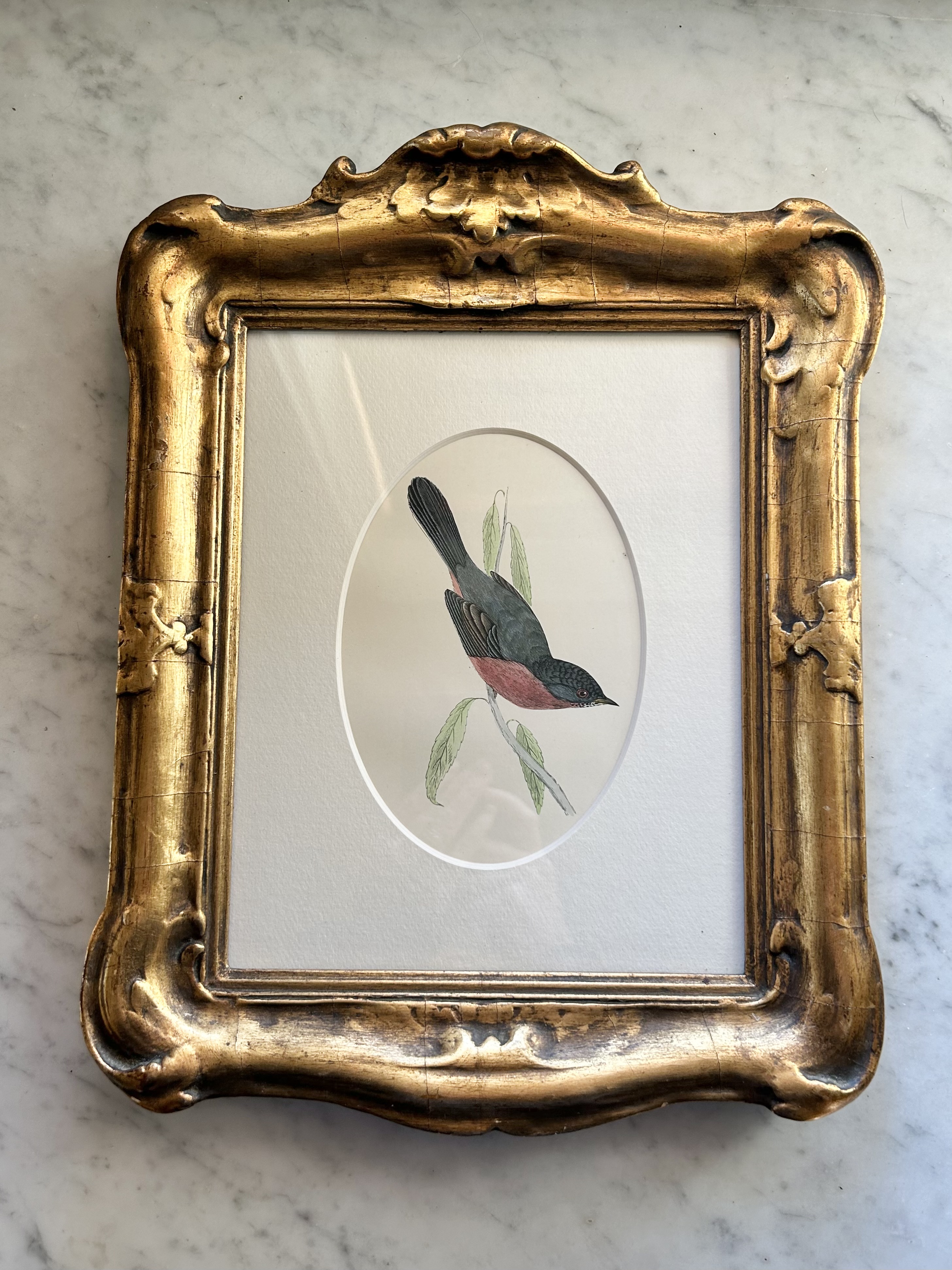 Antique Framed Warbler