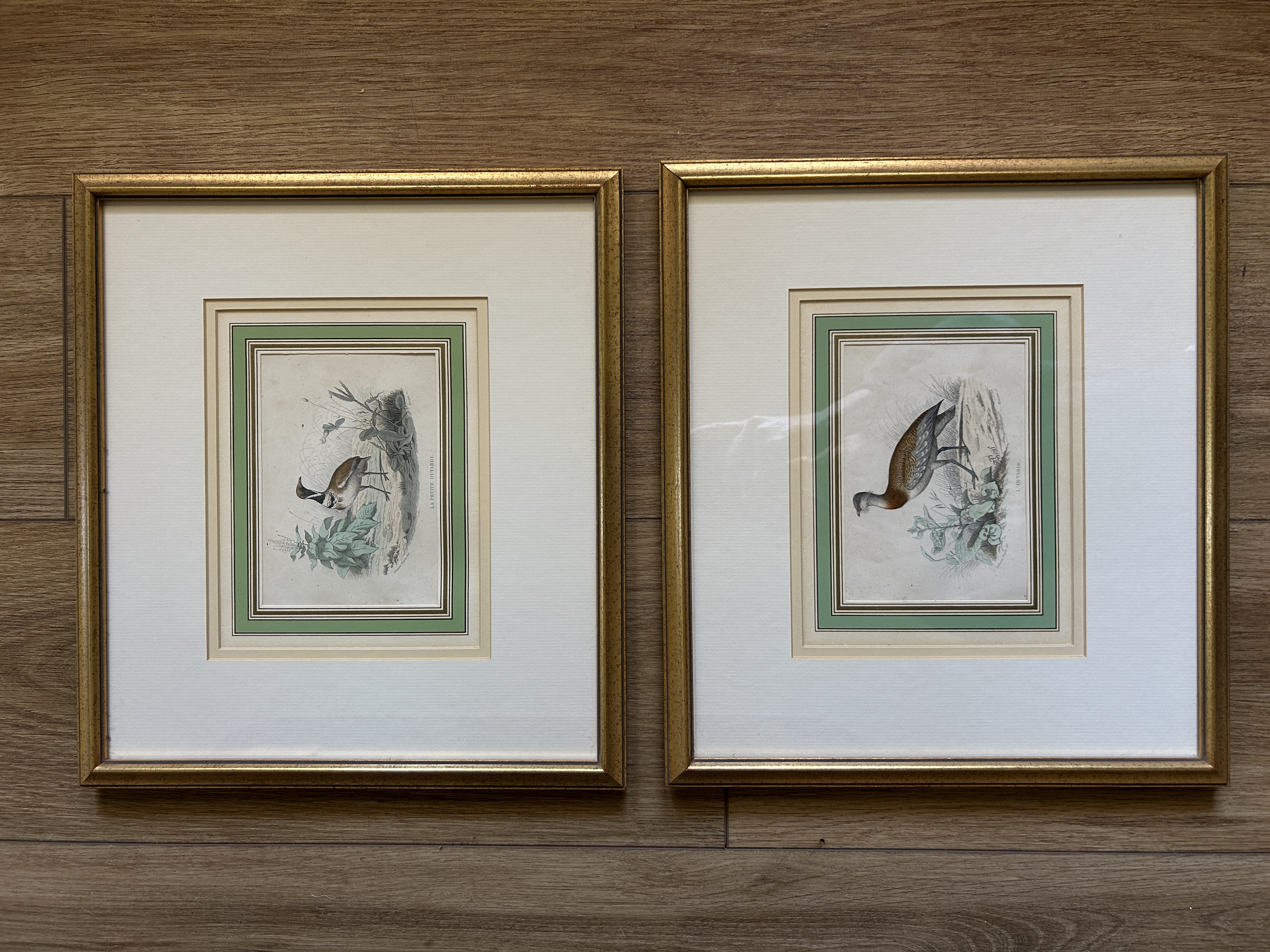 Framed Antique Bird Engravings