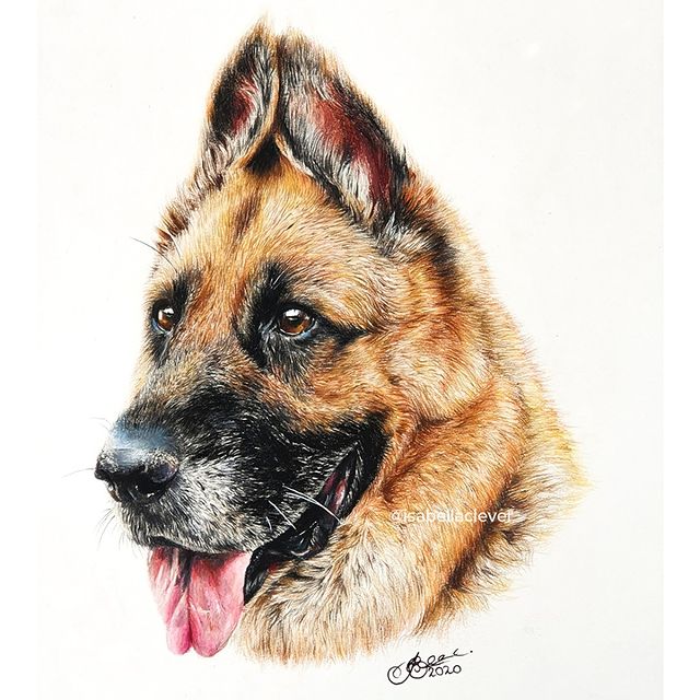 German Shepherd