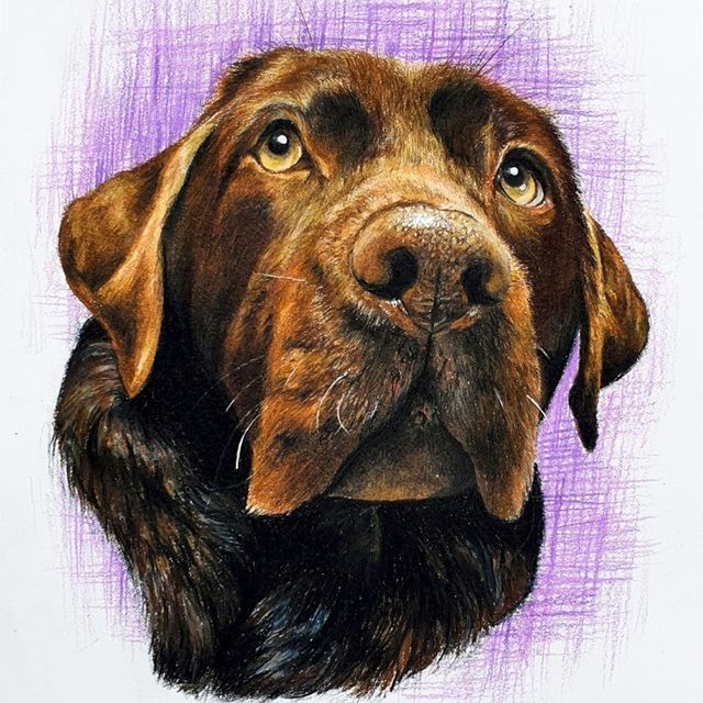 Chocolate Labrador
