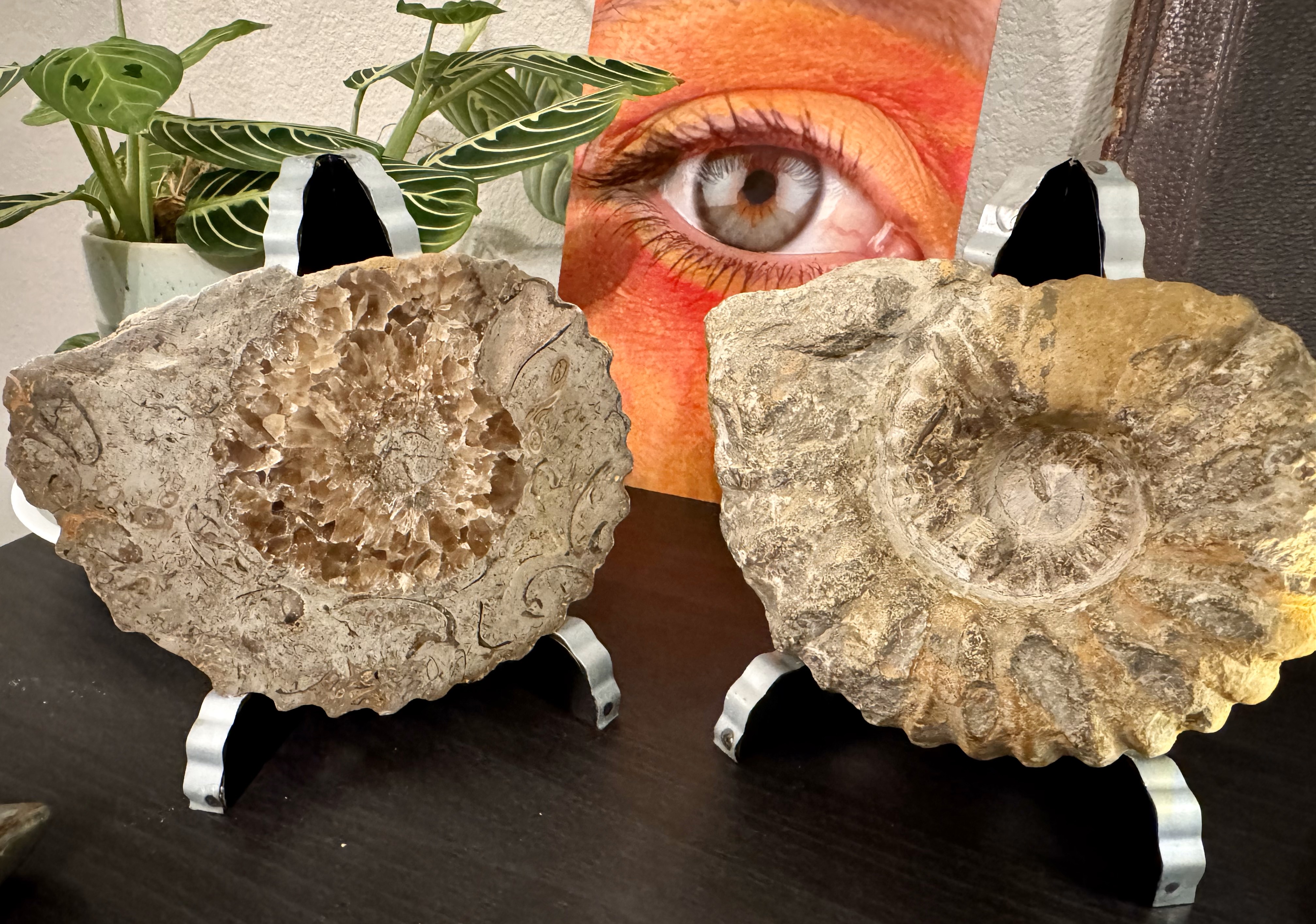 ~6" Ammonite - Cut and Polished