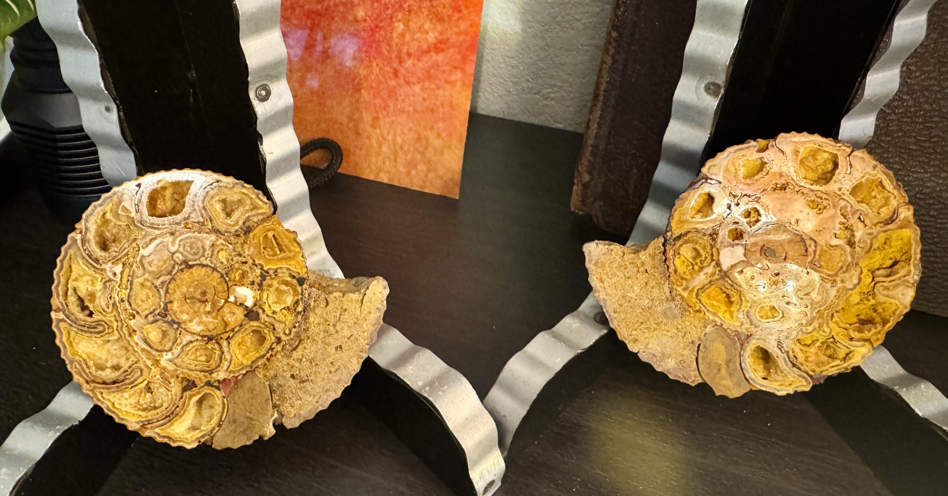 ~3" Ammonite - Cut & Polished