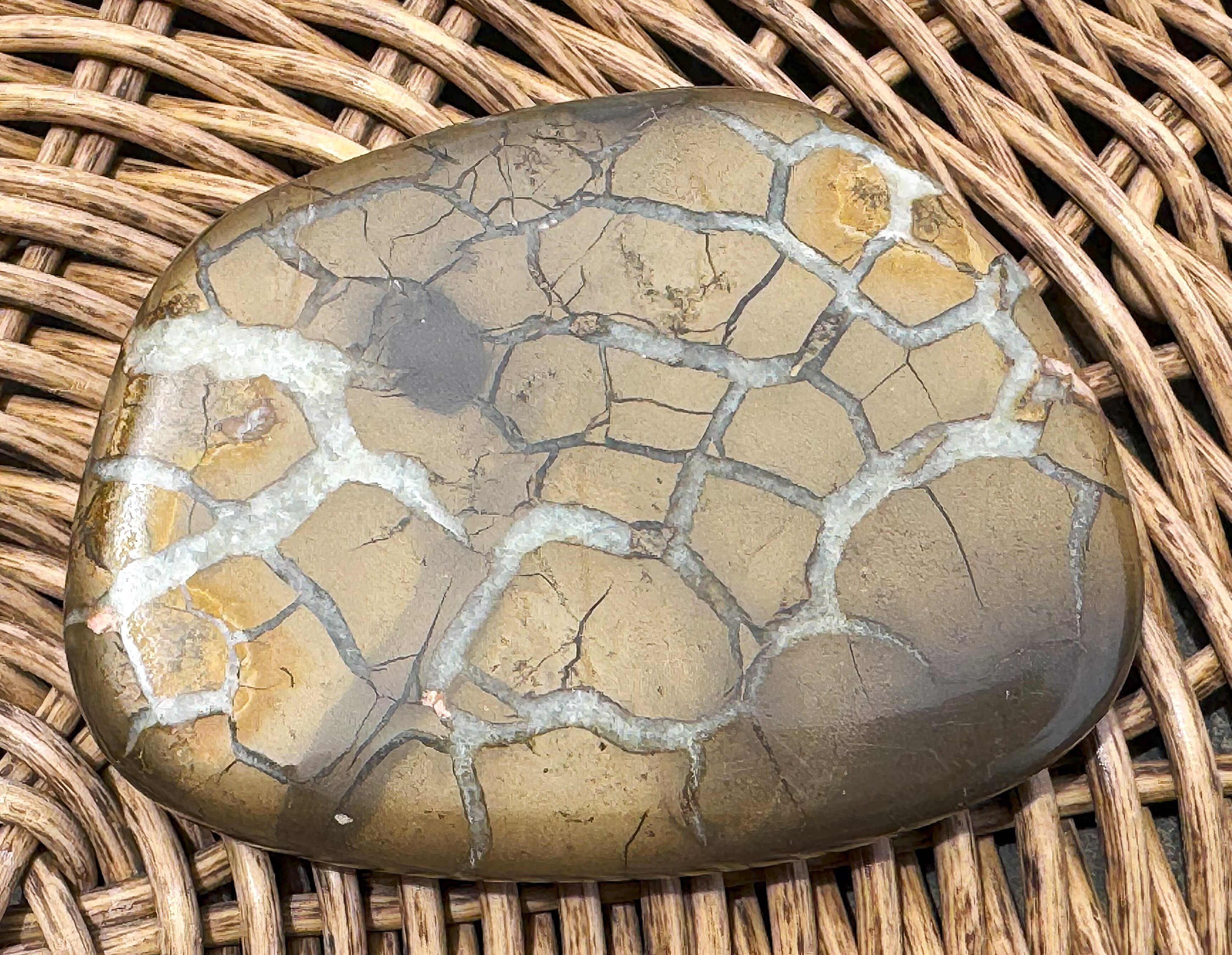 Septarian - Lightning Stone ~2" x 3"