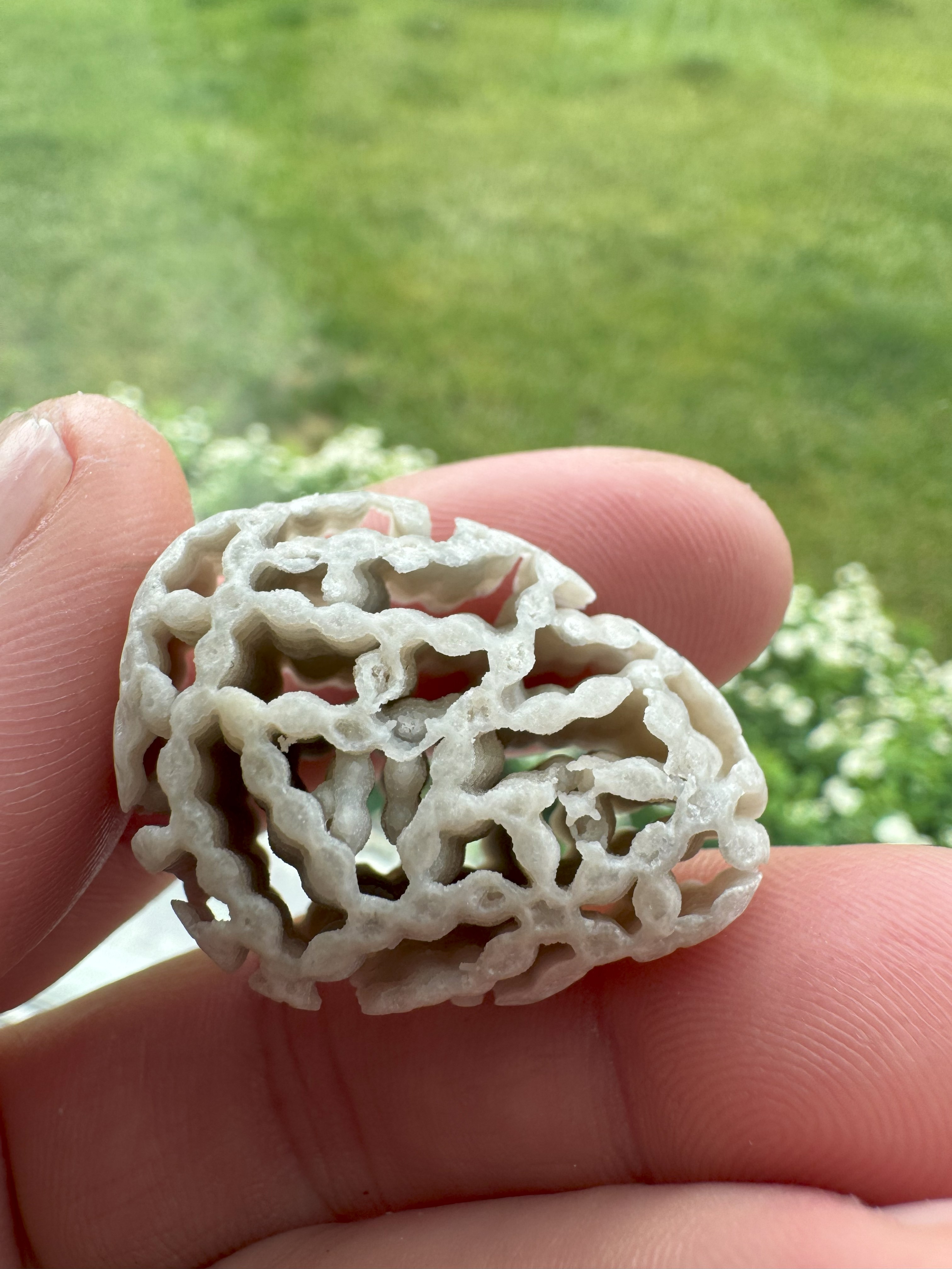 Chain Coral with Calcite Removed
