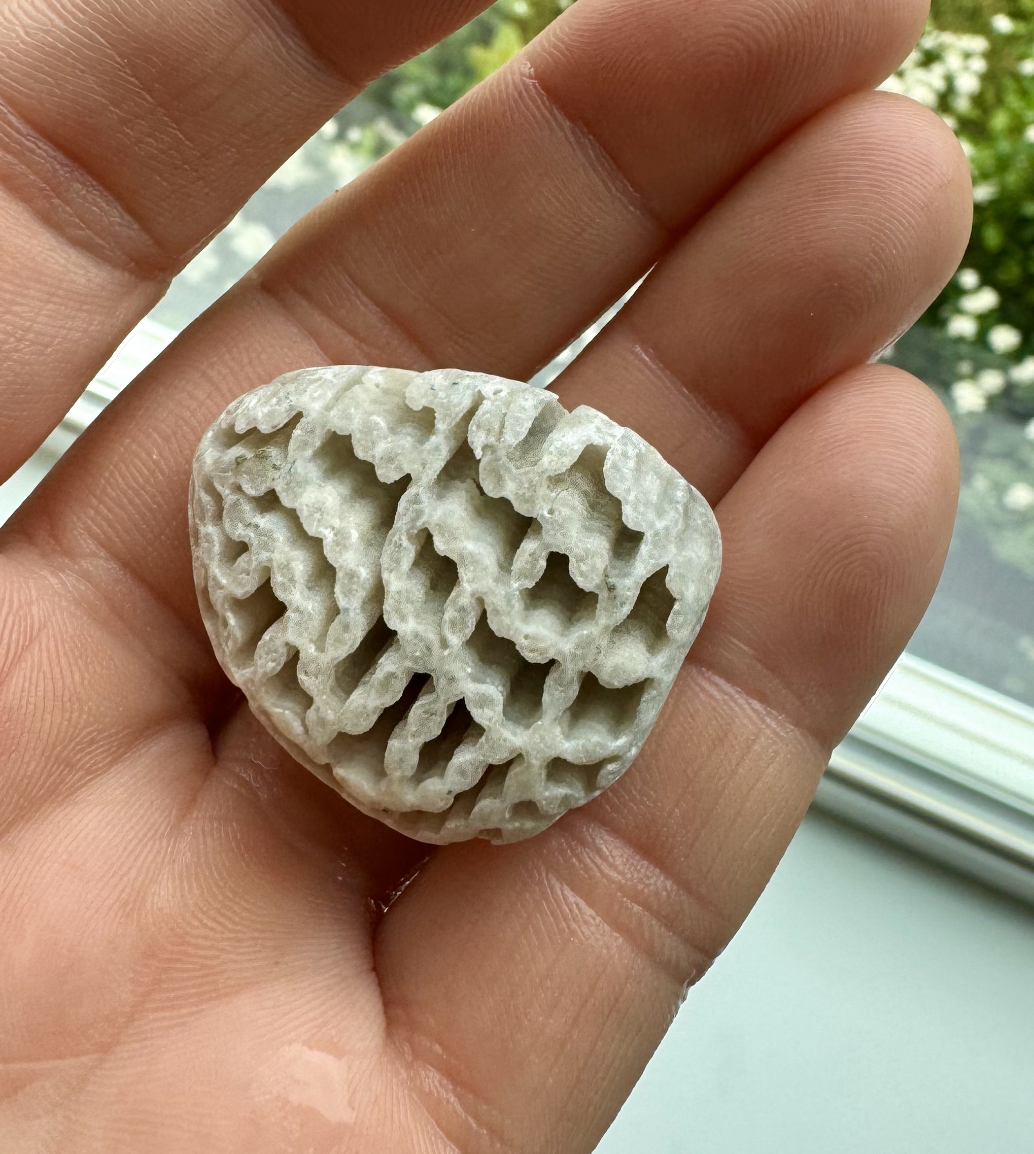 Chain Coral with Calcite Removed