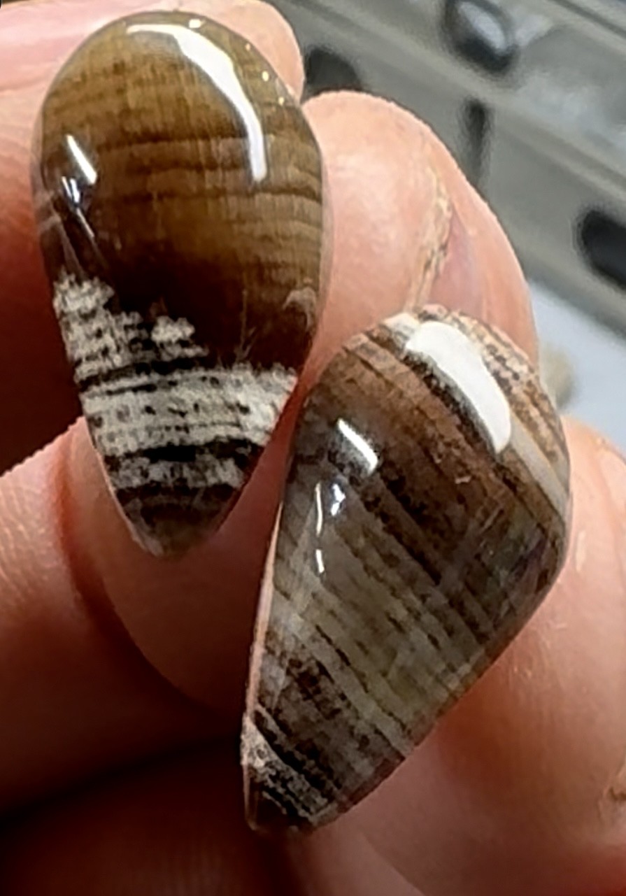 Petrified Wood Earrings