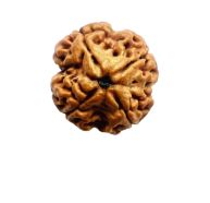 4 Mukhi Rudraksha