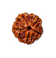 5 Mukhi Rudraksha