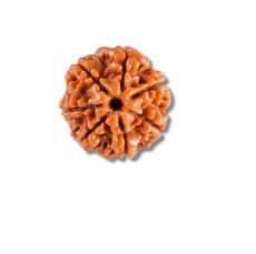 6 Mukhi Rudraksha