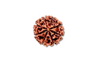 8 Mukhi Rudraksha