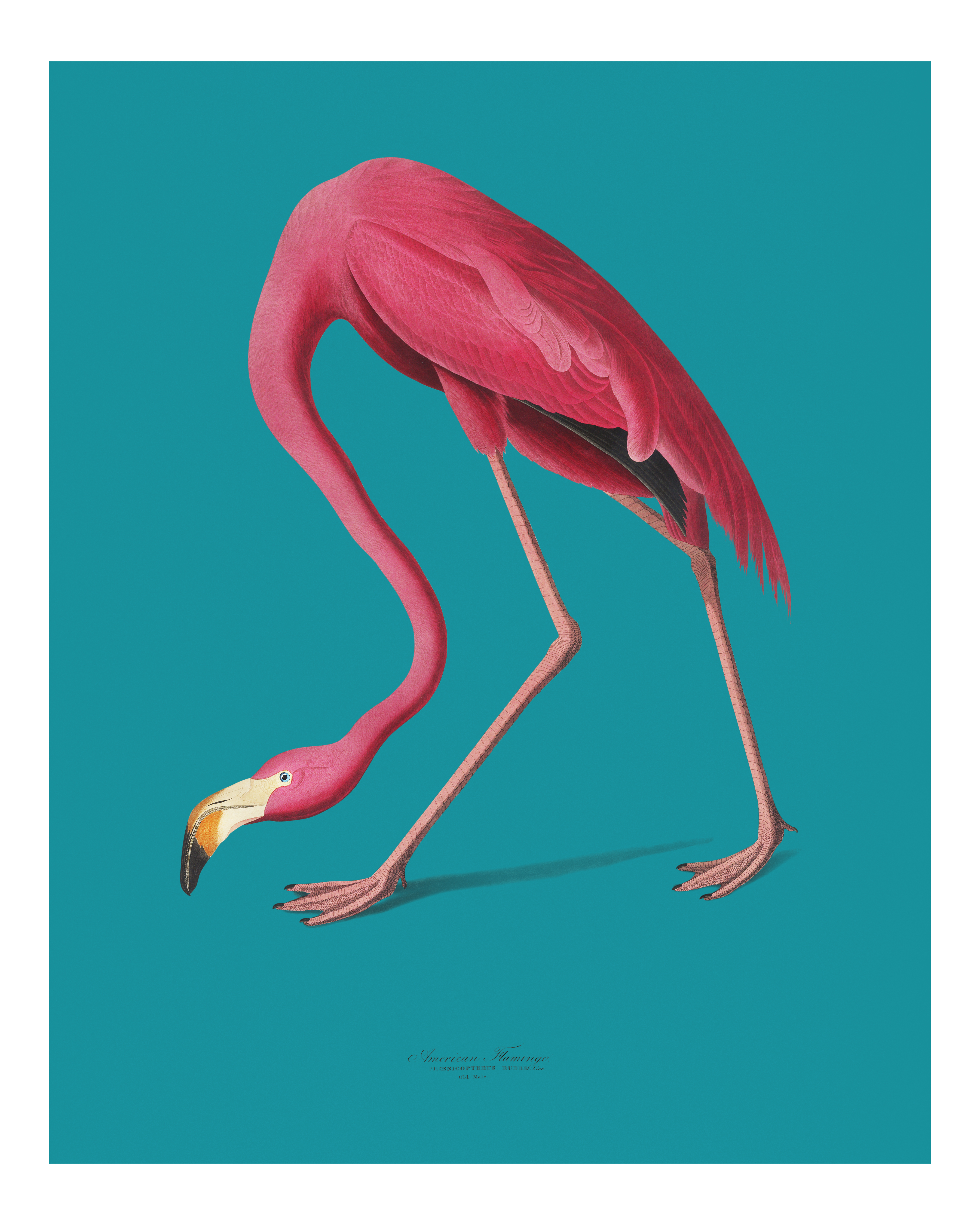 Swan Poster Framed Pack of 2 A4 SIZE