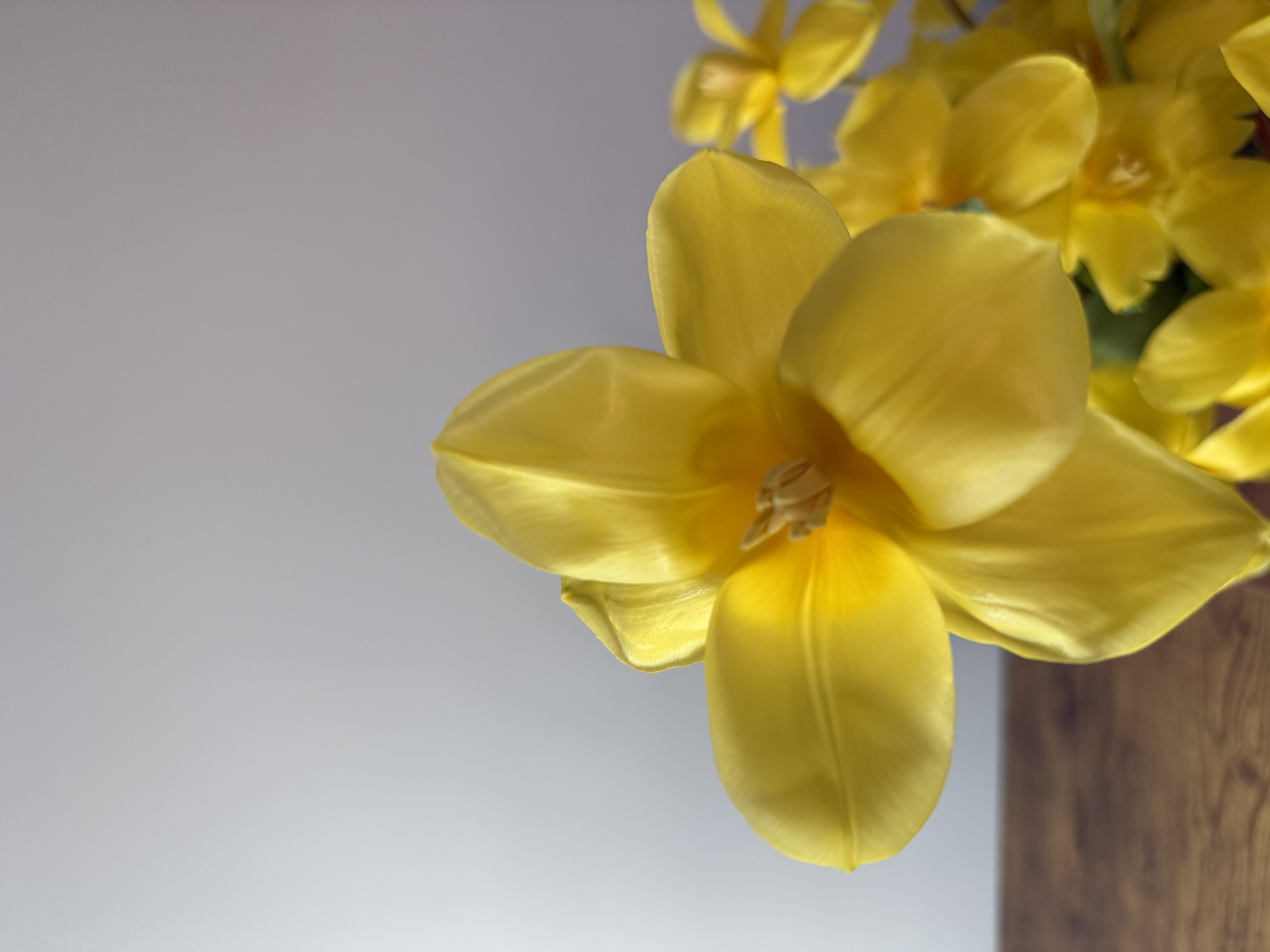 Tulip Waltz