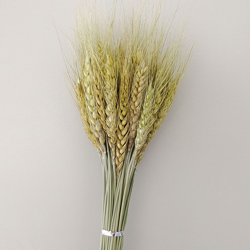 Dried Wheat
