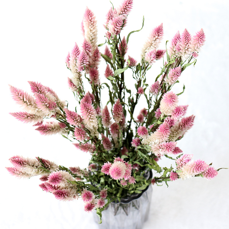 Phoenix-tail Fern /Ombre Grass