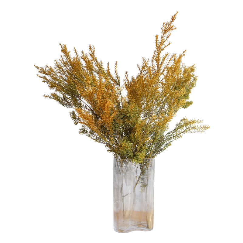Melaleuca Bracteata