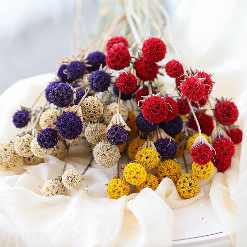 Windmill Fruit 