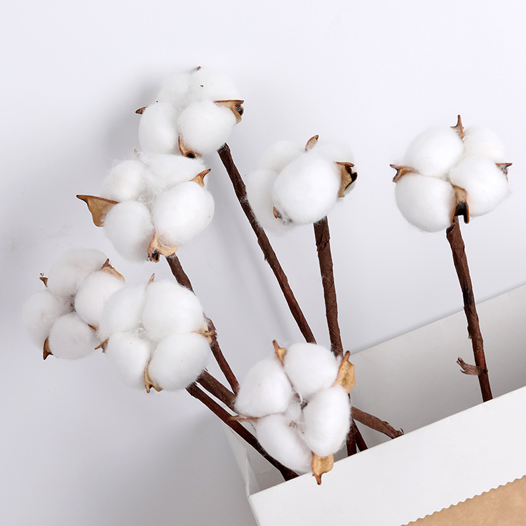 Single Head Cotton