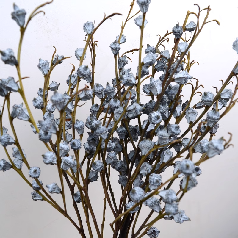 Eucalyptus Fruit/Dried Zombie Fruit Flower 