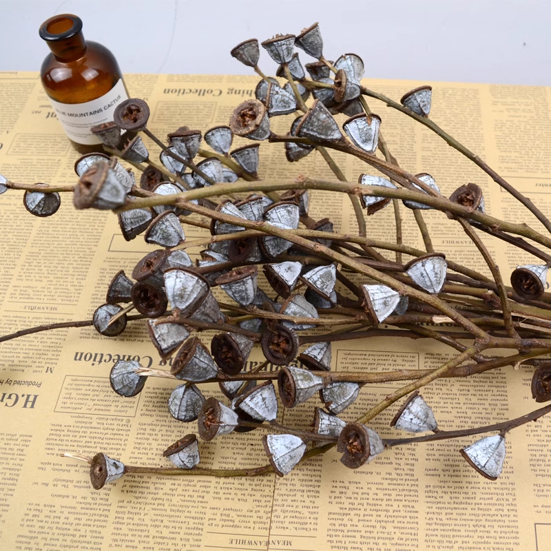 Eucalyptus Fruit/Dried Zombie Fruit Flower 