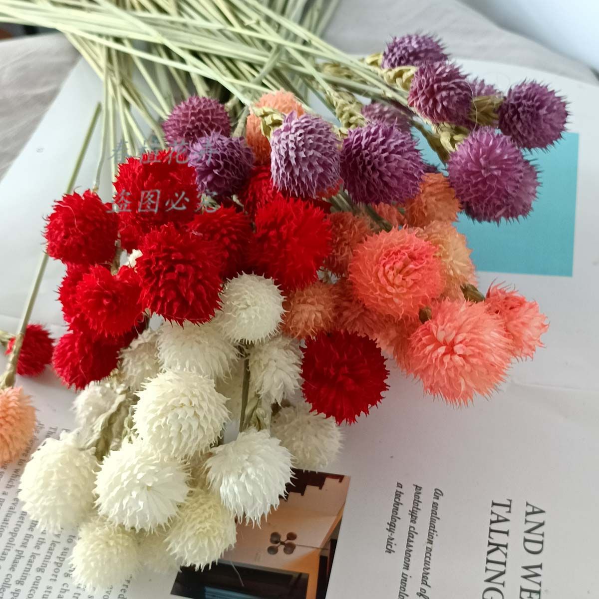 Globe Amaranth