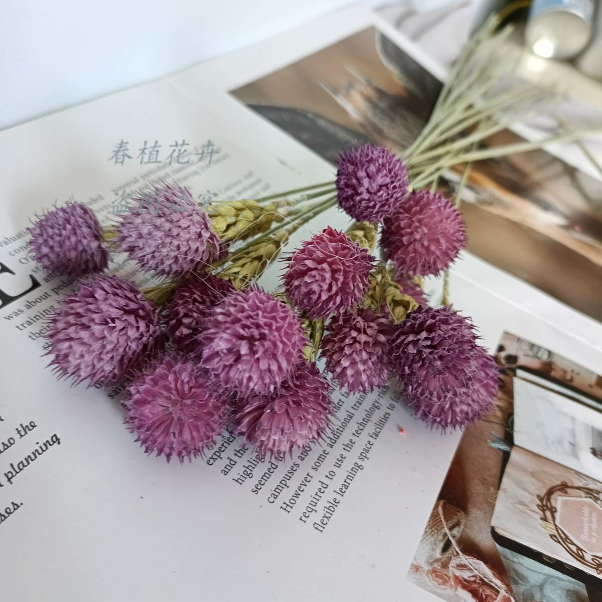 Globe Amaranth
