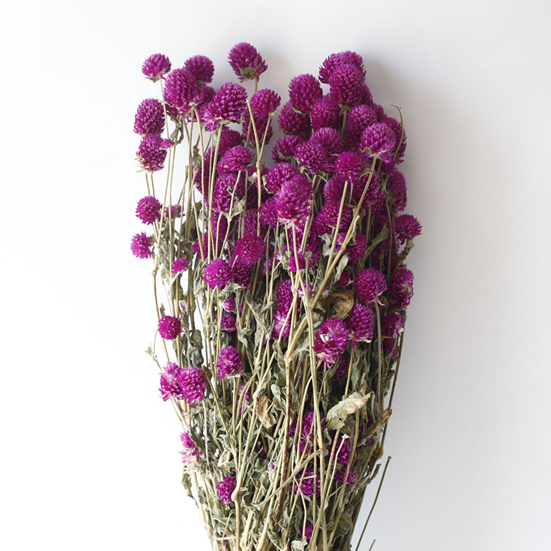 Globe Amaranth