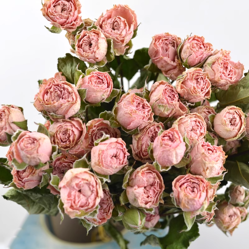 Multi-headed Rose