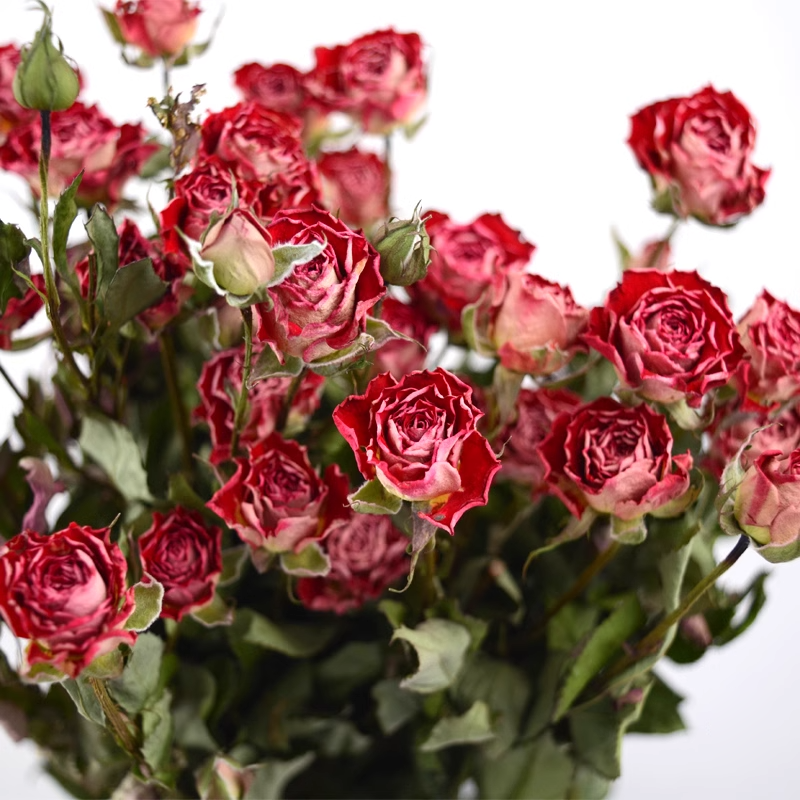 Multi-headed Rose