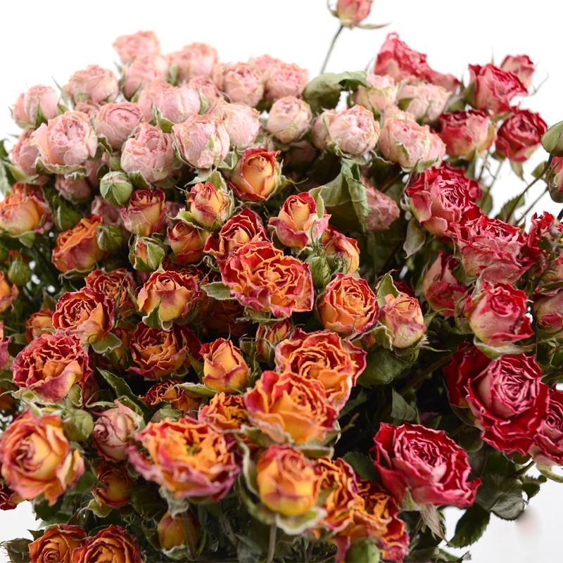 Multi-headed Rose