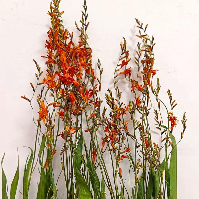Flame-Colored Orchid