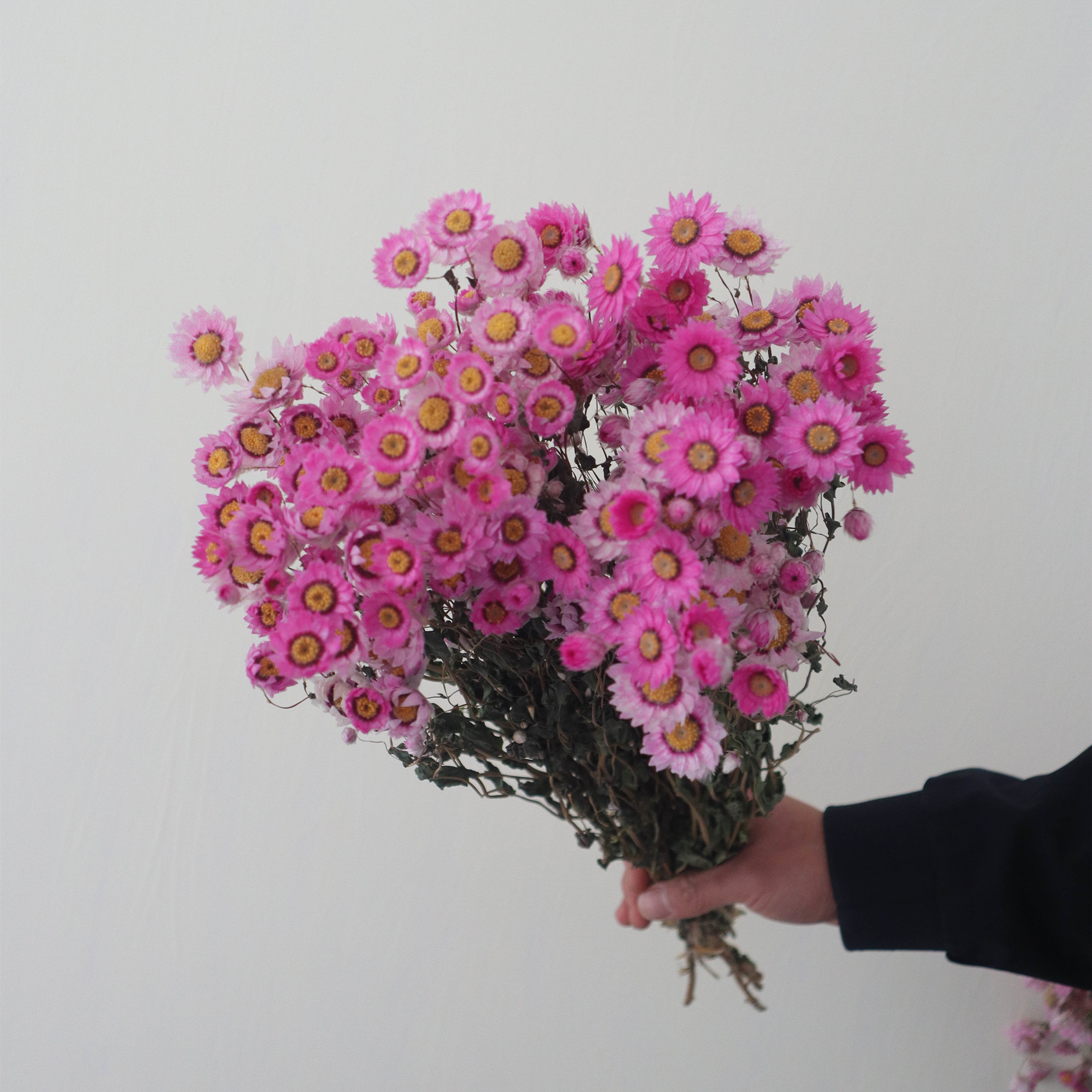 Rodanthe Daisies