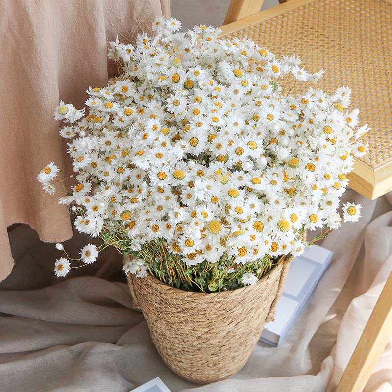 Rodanthe Daisies