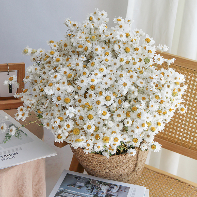 Rodanthe Daisies