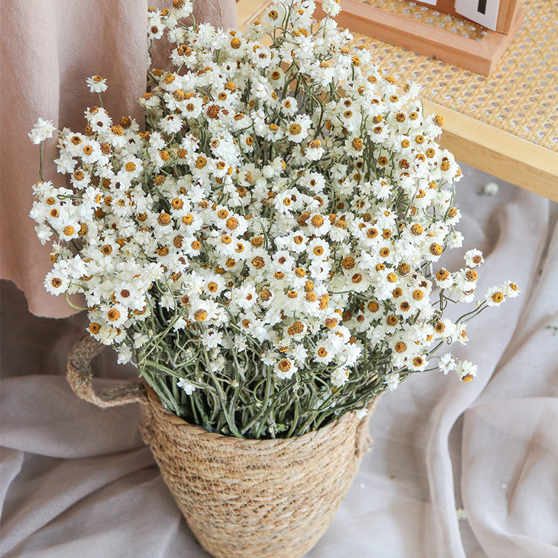 Rodanthe Daisies