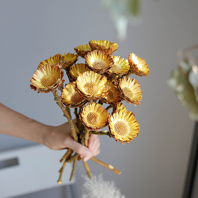 Africa Sunflower