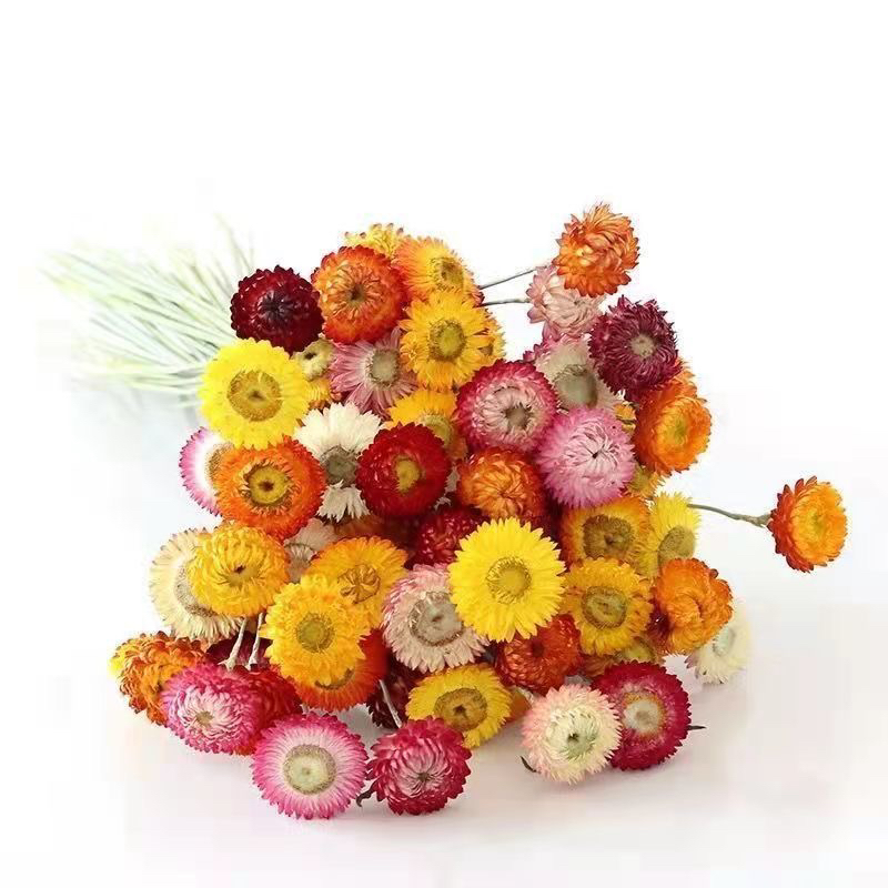 Chrysanthemums