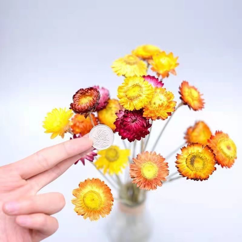 Chrysanthemums