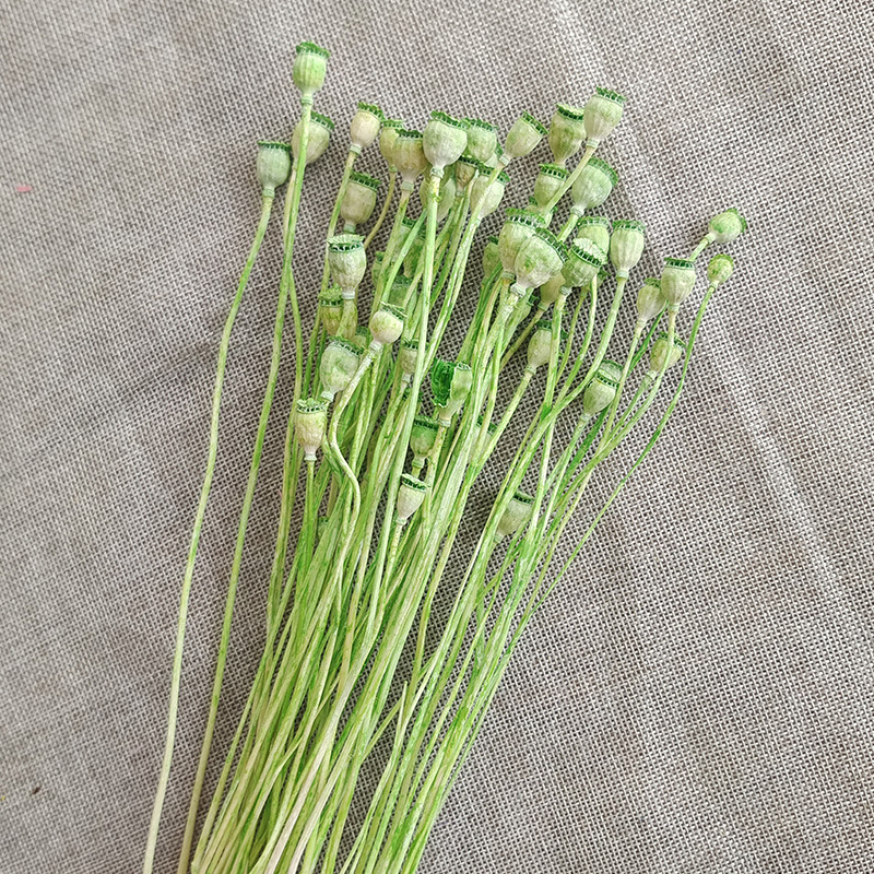 Dried Corn Poppy