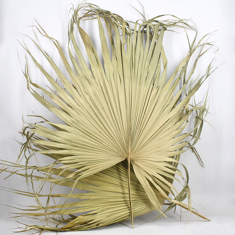 Palm Leaves