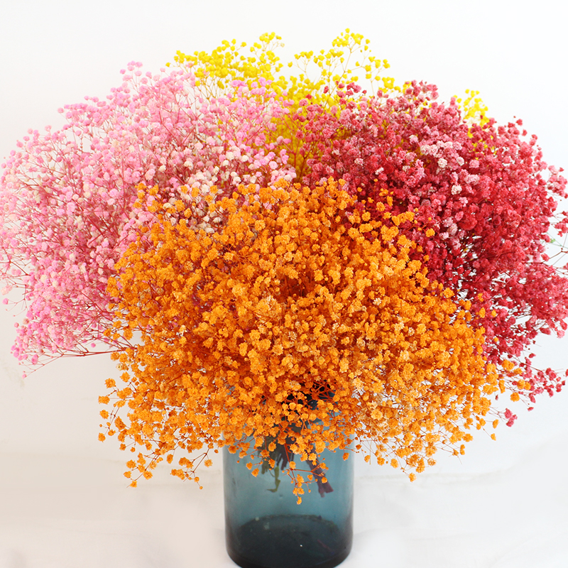 Gypsophila/Babys Breath
