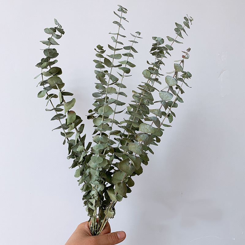 Eucalyptus