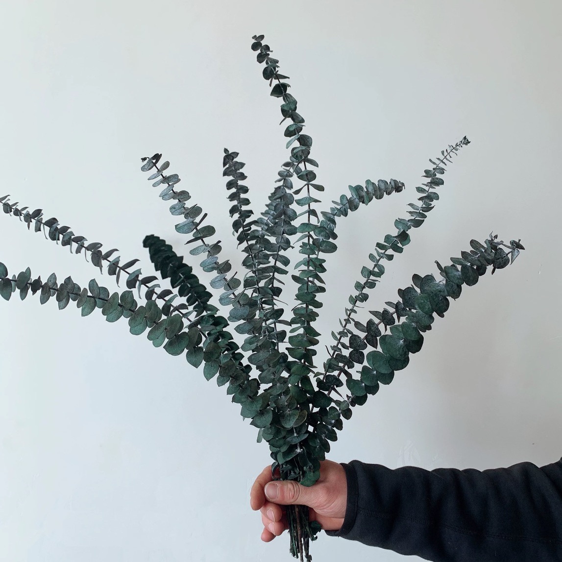 Eucalyptus