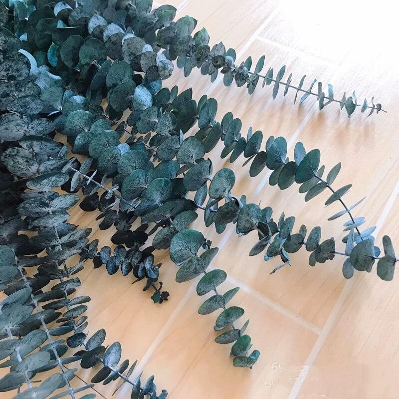 Eucalyptus