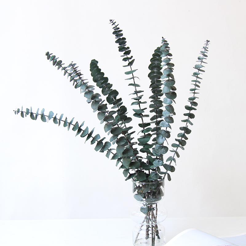 Eucalyptus