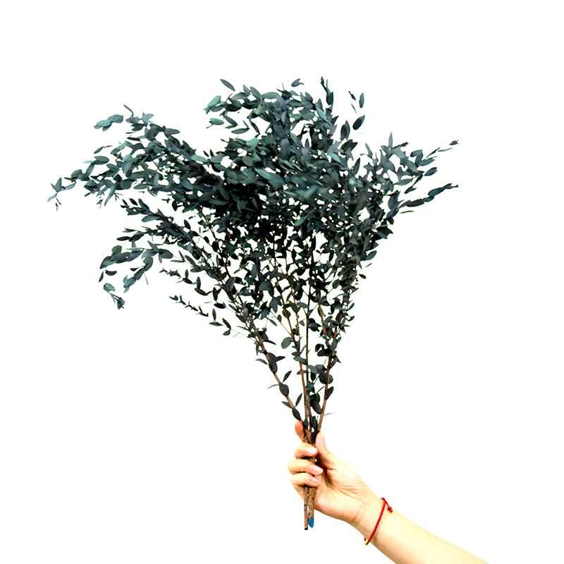 Preserved Gunni Eucalyptus