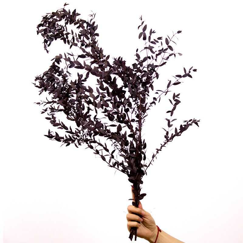Preserved Gunni Eucalyptus
