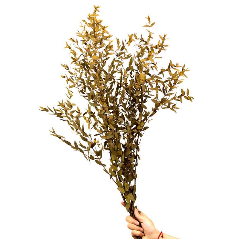 Preserved Gunni Eucalyptus