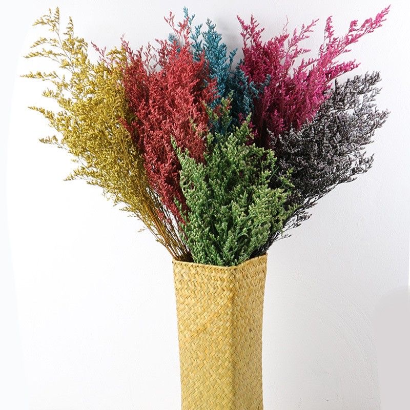 Dye Uptake Limonium