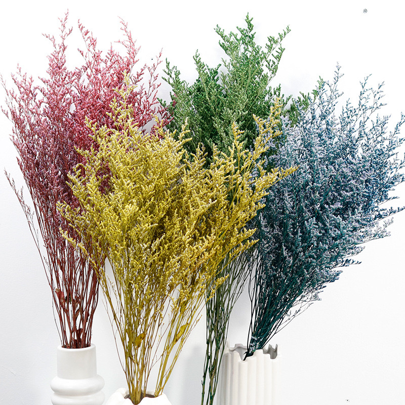Dye Uptake Limonium